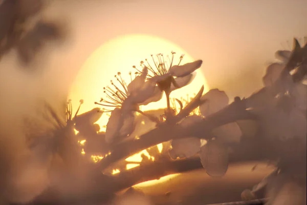 Blühende Kirschen Und Pflaumen Bei Sonnenuntergang Den Alpen Sind Sehr — Stockfoto