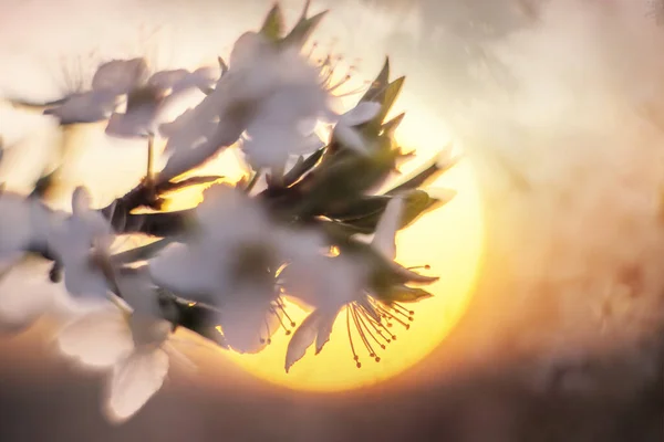 Blühende Kirschen Und Pflaumen Bei Sonnenuntergang Den Alpen Sind Sehr — Stockfoto