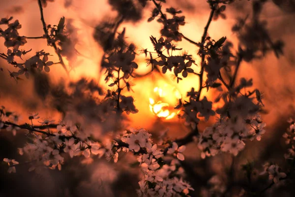 Квітучі Вишня Слива Заході Сонця Альпах Дуже Гарні Чиста Природа — стокове фото