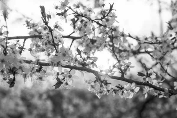 阿尔卑斯山日落时盛开的樱花和李子非常美丽 纯洁的大自然使一个有着生态美和春天象征的人高兴 — 图库照片