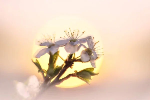 Las Flores Cerezo Ciruela Atardecer Los Alpes Son Muy Hermosas — Foto de Stock