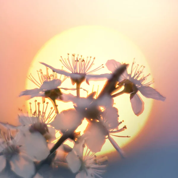 Blühende Kirschen Und Pflaumen Bei Sonnenuntergang Den Alpen Sind Sehr — Stockfoto