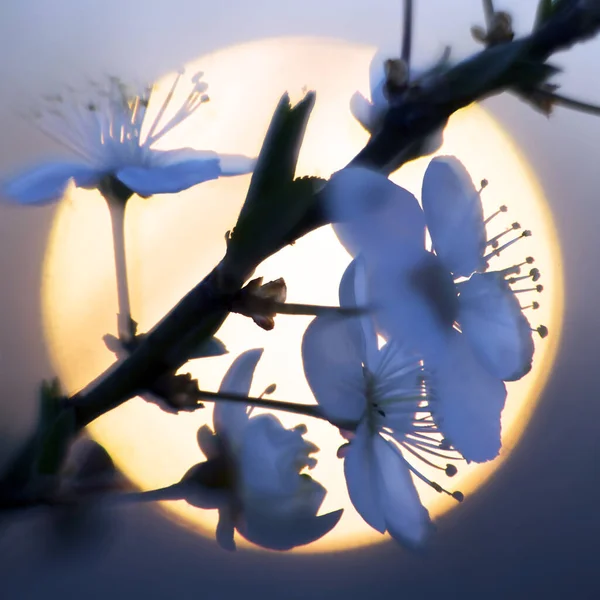 Blühende Kirschen Und Pflaumen Bei Sonnenuntergang Den Alpen Sind Sehr — Stockfoto