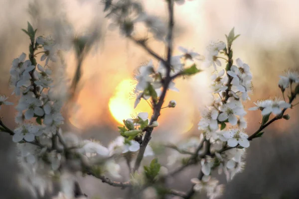 Blühende Kirschen Und Pflaumen Bei Sonnenuntergang Den Alpen Sind Sehr — Stockfoto