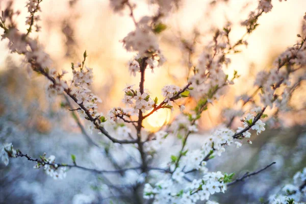 Las Flores Cerezo Ciruela Atardecer Los Alpes Son Muy Hermosas — Foto de Stock