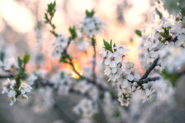 Квітучі Вишня Слива Заході Сонця Альпах Дуже Гарні Чиста Природа — стокове фото
