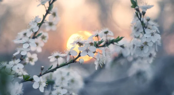 Blühende Kirschen Und Pflaumen Bei Sonnenuntergang Den Alpen Sind Sehr — Stockfoto