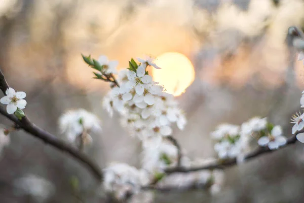 阿尔卑斯山日落时盛开的樱花和李子非常美丽 纯洁的大自然使一个有着生态美和春天象征的人高兴 — 图库照片