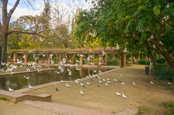 在西班牙广场附近是玛丽亚 路易丝公园 那里有许多美丽的鸽子栖息在树上和小径上 这是一个很吸引人的地方 — 图库照片