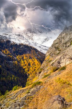 Morning in the Alps near the city of Zermatt in Switzerland, mountain pasture fields for cows and sheep and hiking trails under the climbing routes. Bright yellow larch. Heavy storm with a thunderstorm. clipart