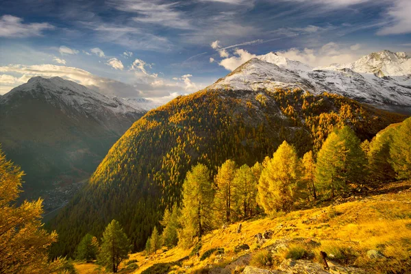 スイスのツェルマット市の近くのアルプスでの朝 登山ルートの下で牛や羊やハイキングコースのための山の牧草地フィールド 鮮やかな黄色のカラマツ — ストック写真