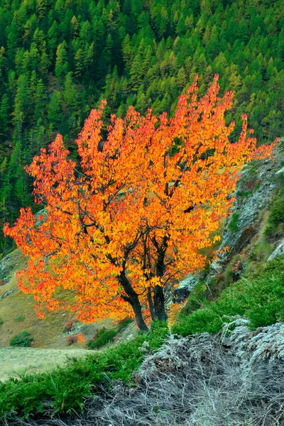 Mañana Los Alpes Cerca Ciudad Zermatt Suiza Campos Pastos Montaña —  Fotos de Stock