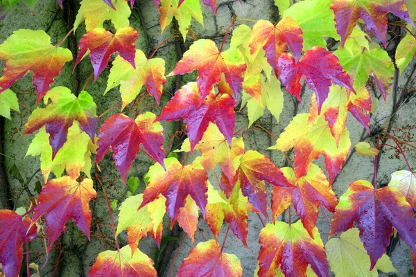 Prachtige Bladeren Van Wilde Druiven Het Hek Vormen Een Herfstpatroon — Stockfoto