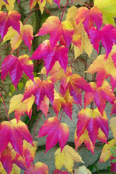 Krásné Listy Divokých Hroznů Plotě Tvoří Podzimní Vzor Plotě Švýcarském — Stock fotografie