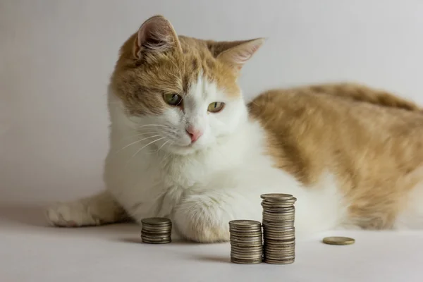 Кот и куча монет против белого — стоковое фото