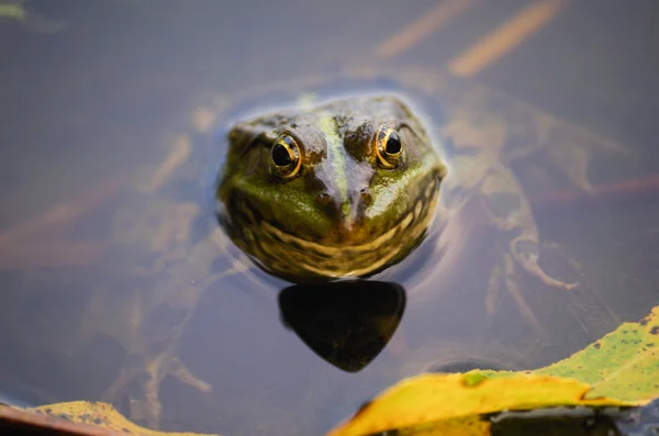 Szczegół portret żaby i owady w bog — Zdjęcie stockowe