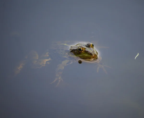 Primo piano ritratto di una rana e insetti in palude — Foto Stock
