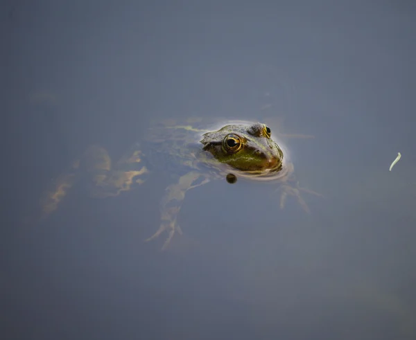 Detailní portrét žáby a hmyz v bog — Stock fotografie