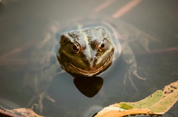 Close-up portrait of a frog and insects in bog — Stock Photo, Image