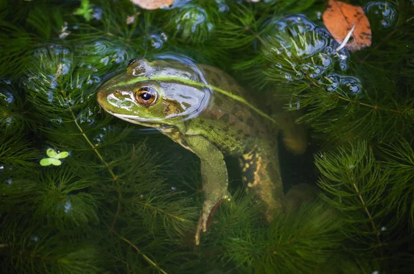 Szczegół portret żaby i owady w bog — Zdjęcie stockowe