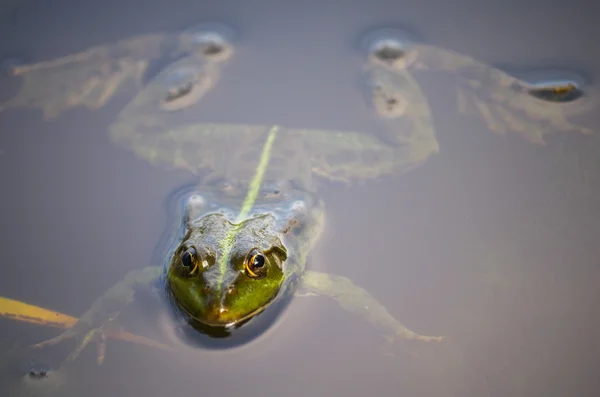 Nahaufnahme Porträt eines Frosches und Insekten im Moor — Stockfoto