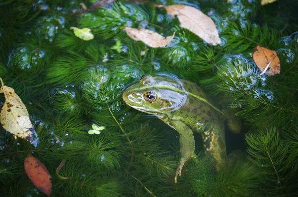 Close-up portrait of a frog and insects in bog — Stock Photo, Image