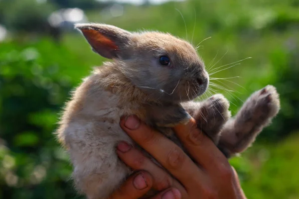 Manos sosteniendo lindo conejo divertido sobre fondo borroso —  Fotos de Stock