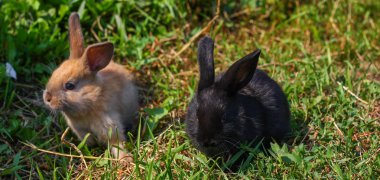 siyah ve kırmızı küçük komik tavşan uzun kulakları ile