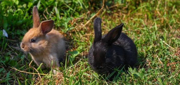 Schwarz-rotes kleines lustiges Kaninchen mit langen Ohren — Stockfoto
