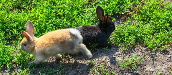 Černý a červený malý legrační králík s dlouhé uši — Stock fotografie