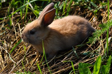 Kızıl saçlı tavşan çiftliği. Kızıl saçlı tavşan doğada çimenlerin üzerinde
