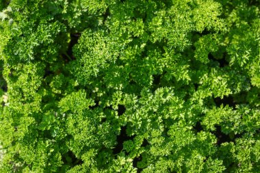Taze yeşil marul salatası tatlı bırakır. doku