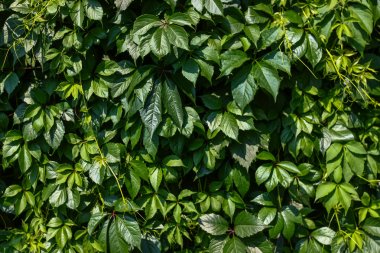 Yeşil yapraklar duvar dokusu arkaplanı
