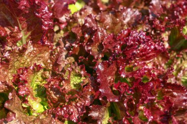 taze kırmızı marul.