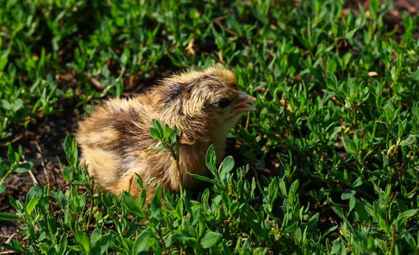 Güzel küçük civciv yeşil çim de