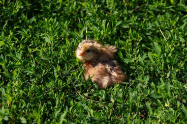 Güzel küçük civciv yeşil çim de