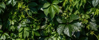 Yeşil yapraklar duvar dokusu arkaplanı