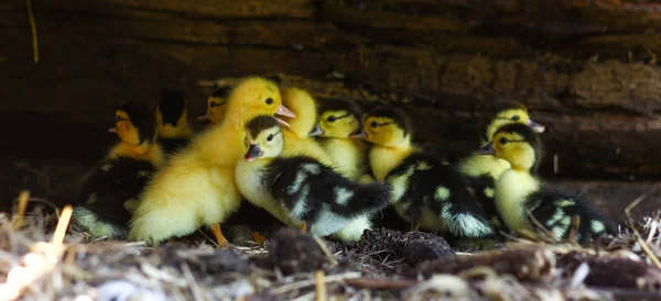 Petits poussins jaunes dans la ferme de poulet . — Photo