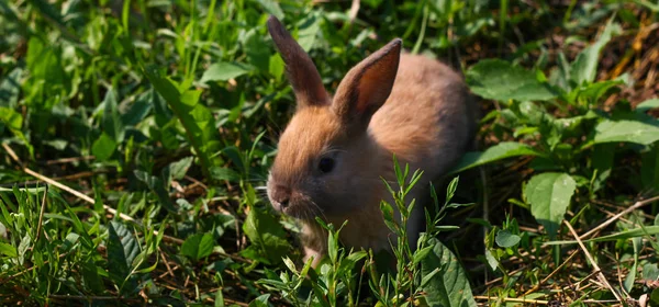 Rothaarige Kaninchen auf dem Hof. Rothaarhase auf dem Gras in der Natur — Stockfoto