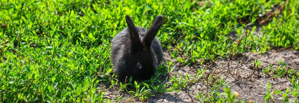 Schwarzes Kaninchen im grünen Gras — Stockfoto