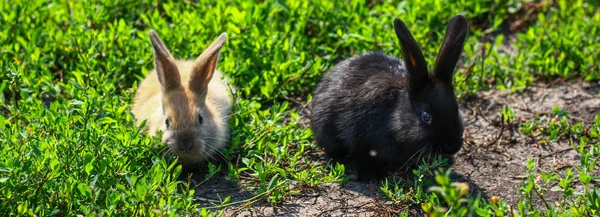 Zwarte en rode weinig grappige konijn met lange oren — Stockfoto