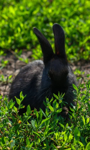 Conejo negro en hierba verde —  Fotos de Stock