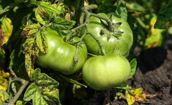 Des tomates vertes. Concept d'agriculture Photo De Stock
