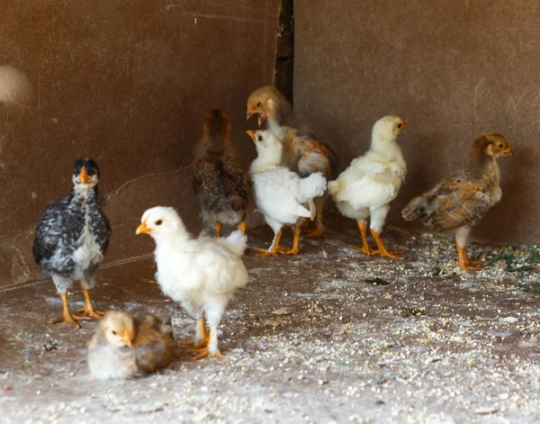 Petits poussins jaunes dans la ferme de poulet . Images De Stock Libres De Droits