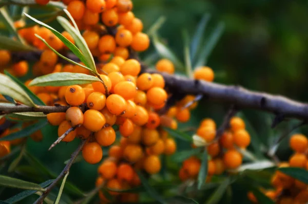 오렌지 바다 갈 매 나무속 열매의 — 스톡 사진