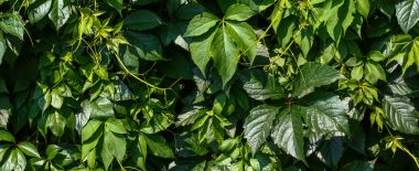 Yeşil yapraklar duvar dokusu arkaplanı