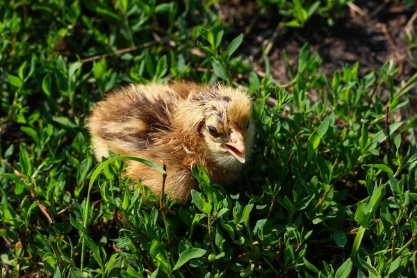 Belle petite fille dans l'herbe verte — Photo