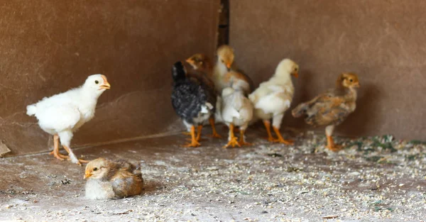 Pulcini gialli in allevamento di polli . — Foto Stock