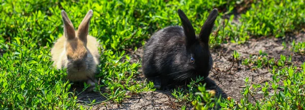 Schwarz-rotes kleines lustiges Kaninchen mit langen Ohren — Stockfoto