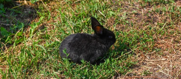 yeşil çim siyah tavşan